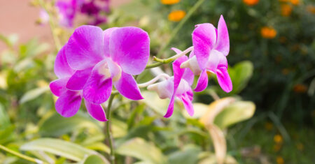 Como Cuidar de Orquídeas: 5 Dicas Essenciais para um Jardim