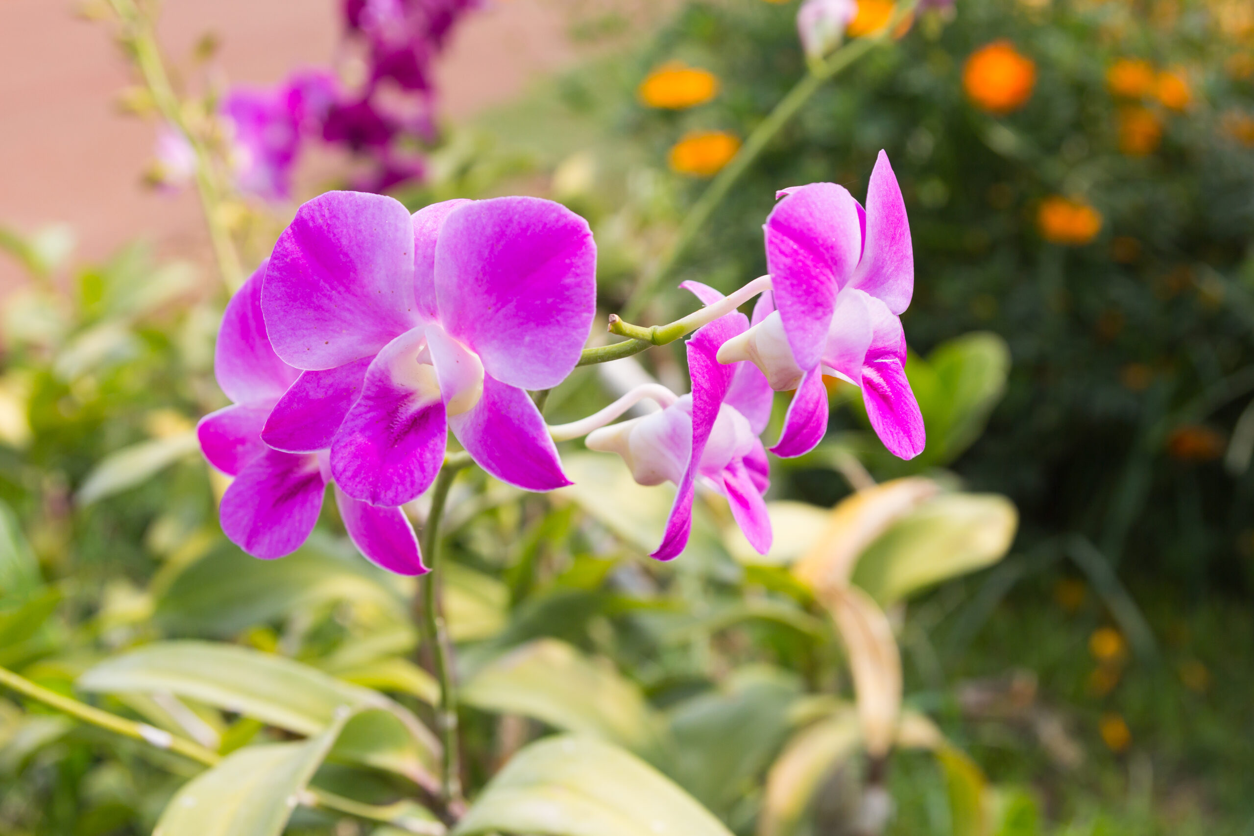 como-cuidar-de-orquideas-5-dicas-essenciais-para-um-jardim