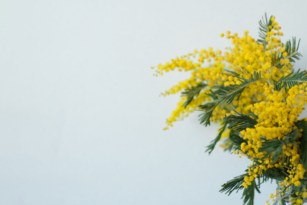 mimosa-flor