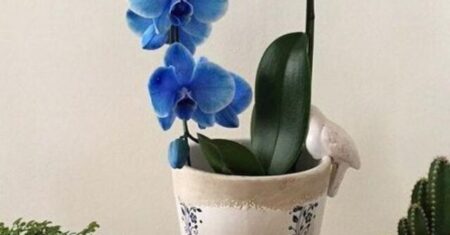 Orquídea Azul: Dicas para Cuidar e Cultivar com Sucesso
