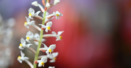Orquídea Pipoca: Dicas para Cultivar e Cuidar