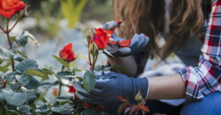 Como Cuidar de Rosas: Dicas para um Jardim Deslumbrante