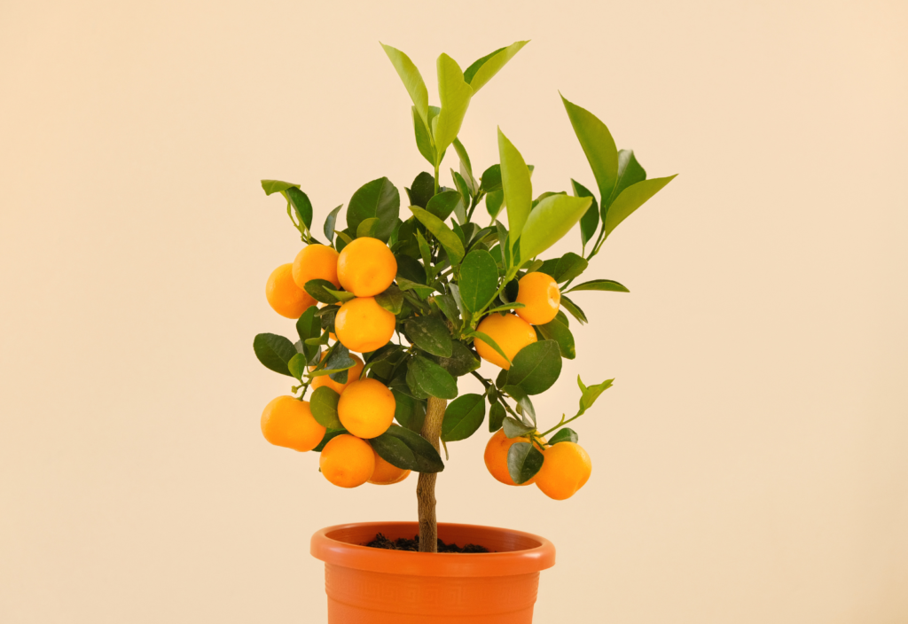 Frutíferas em Vasos