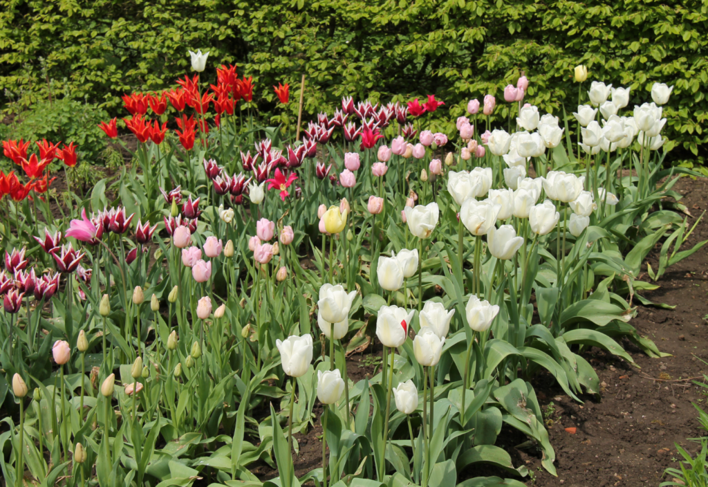 tulipa-dicas-para-cultivar-essas-flores-encantadoras