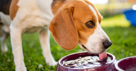 Bebedouro para Cães: Escolha o Melhor para o seu Amigão