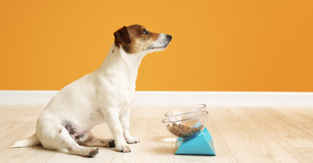 Comedouro para Cães: Escolha o Melhor para o Seu Amigo Peludo
