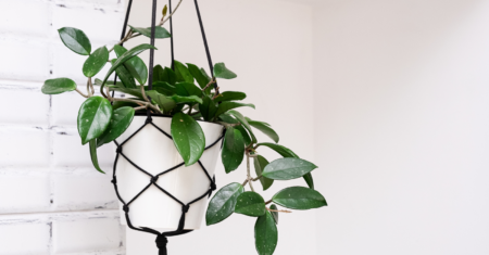 Suculenta Hoya: Dicas para Cultivar uma Planta Saudável