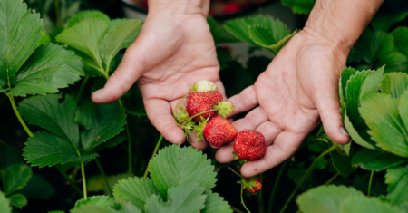 Como Cultivar Morango em Casa: Dicas para uma Colheita Abundante