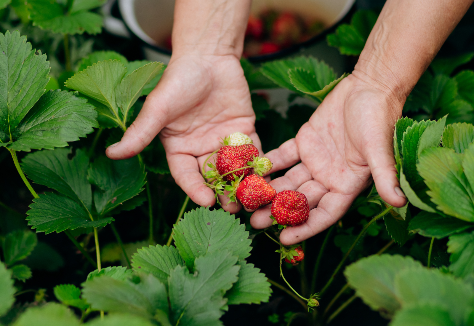 Como Cultivar Morango em Casa