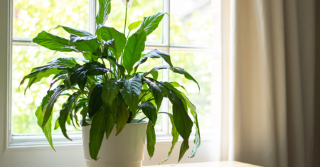 7 Plantas que Purificam o Ar e Deixam Sua Casa Mais Bonita