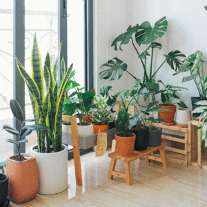 Plantas Verdes de Interior: quais escolher para decorar e purificar o ambiente