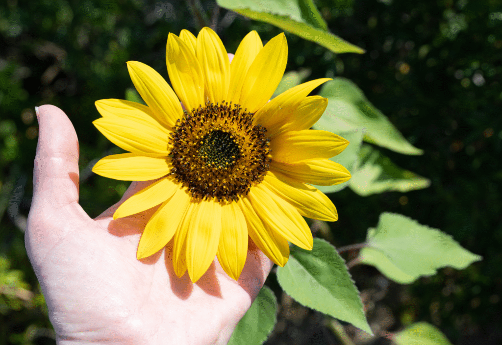 Girassol em Casa: Ilumine Seu Lar com a Energia Desta Flor Encantadora
